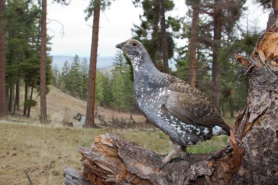 Upland Bird Hunting Tips For Targeting The Underrated Blue Grouse Outdoor Life