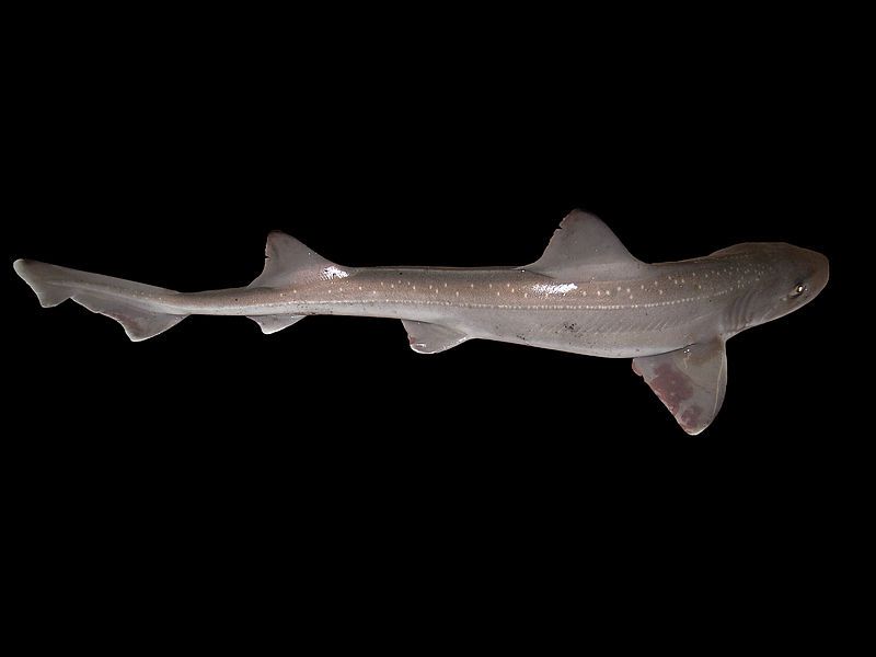 The 10 Weirdest Named Shark Species Popular Science