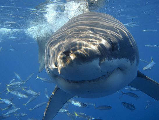 Tiburones Blancos Se Vuelven Mas Agresivos En Australia Ciencia