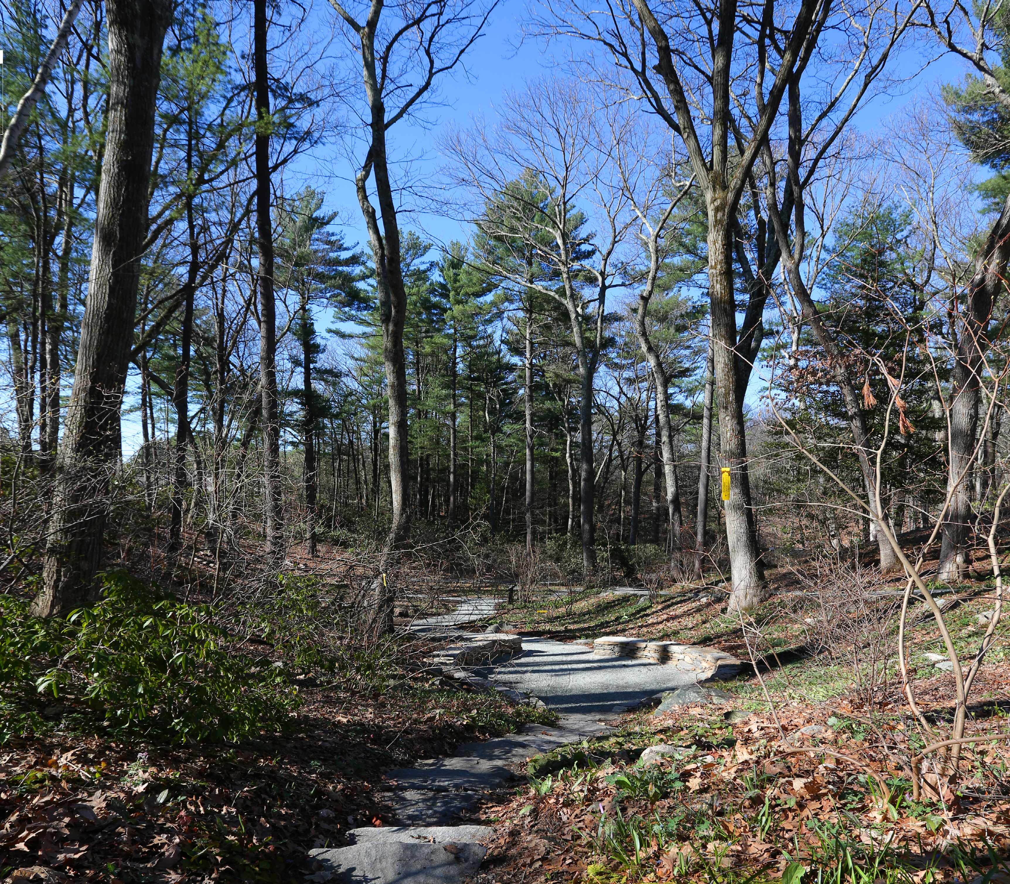 Tiptoe Through The Trilliums The Boston Globe