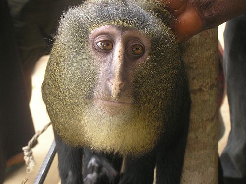 New Monkey Discovered Looks Like Man In Monkey Suit Popular Science