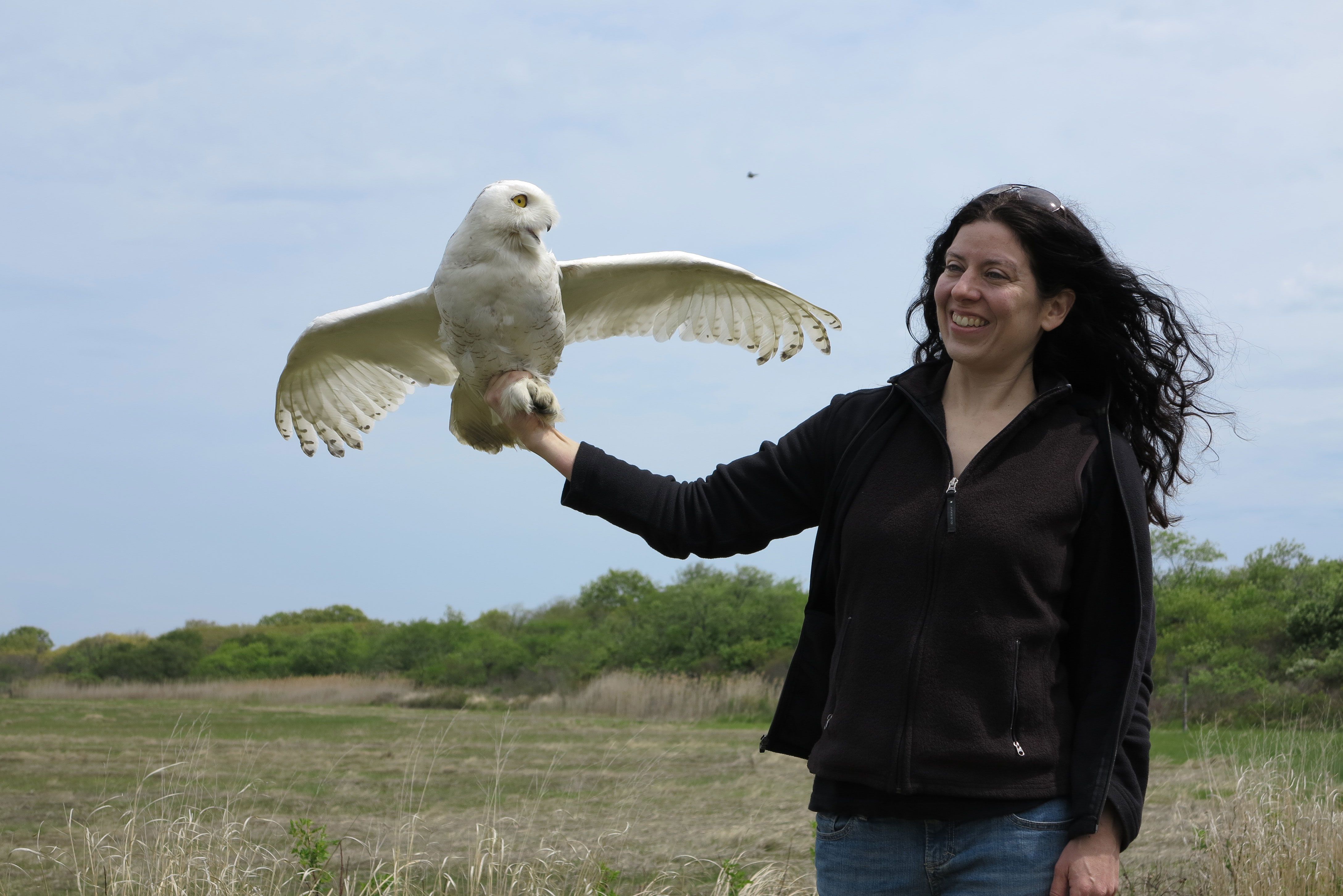 After Injury And Rehabilitation Snowy Owls Fly Free The Boston Globe