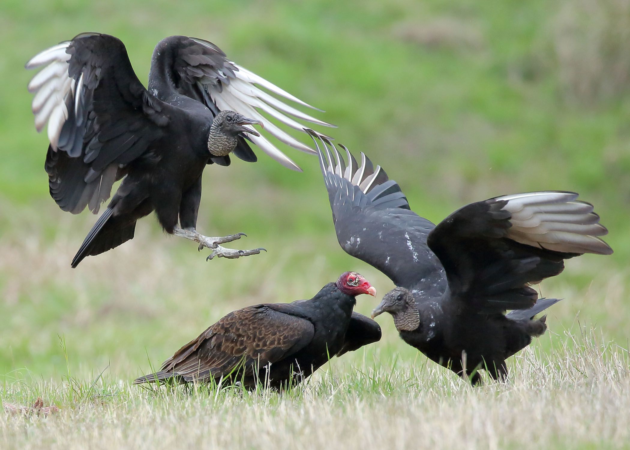 Vultures Of Pennsylvania Black Vs Turkey Their Differences And Similarities Pennlive Com,Can You Freeze Mushrooms