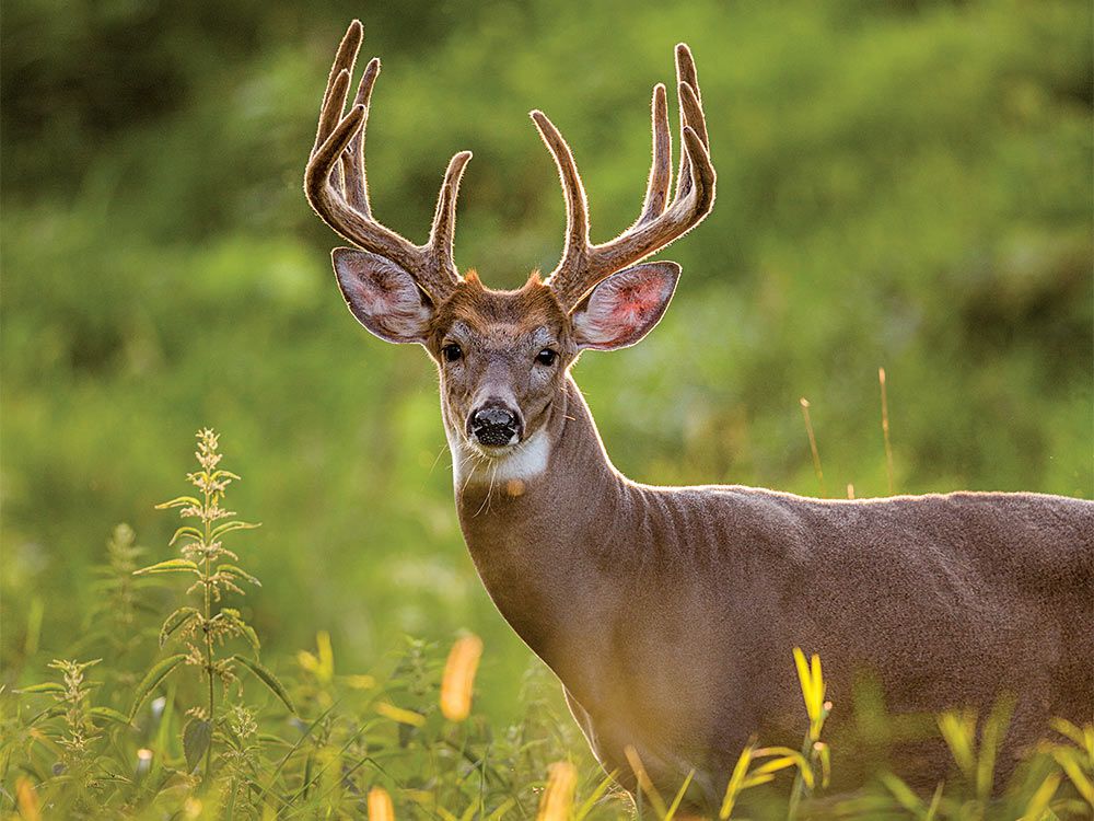 Image result for whitetail deer