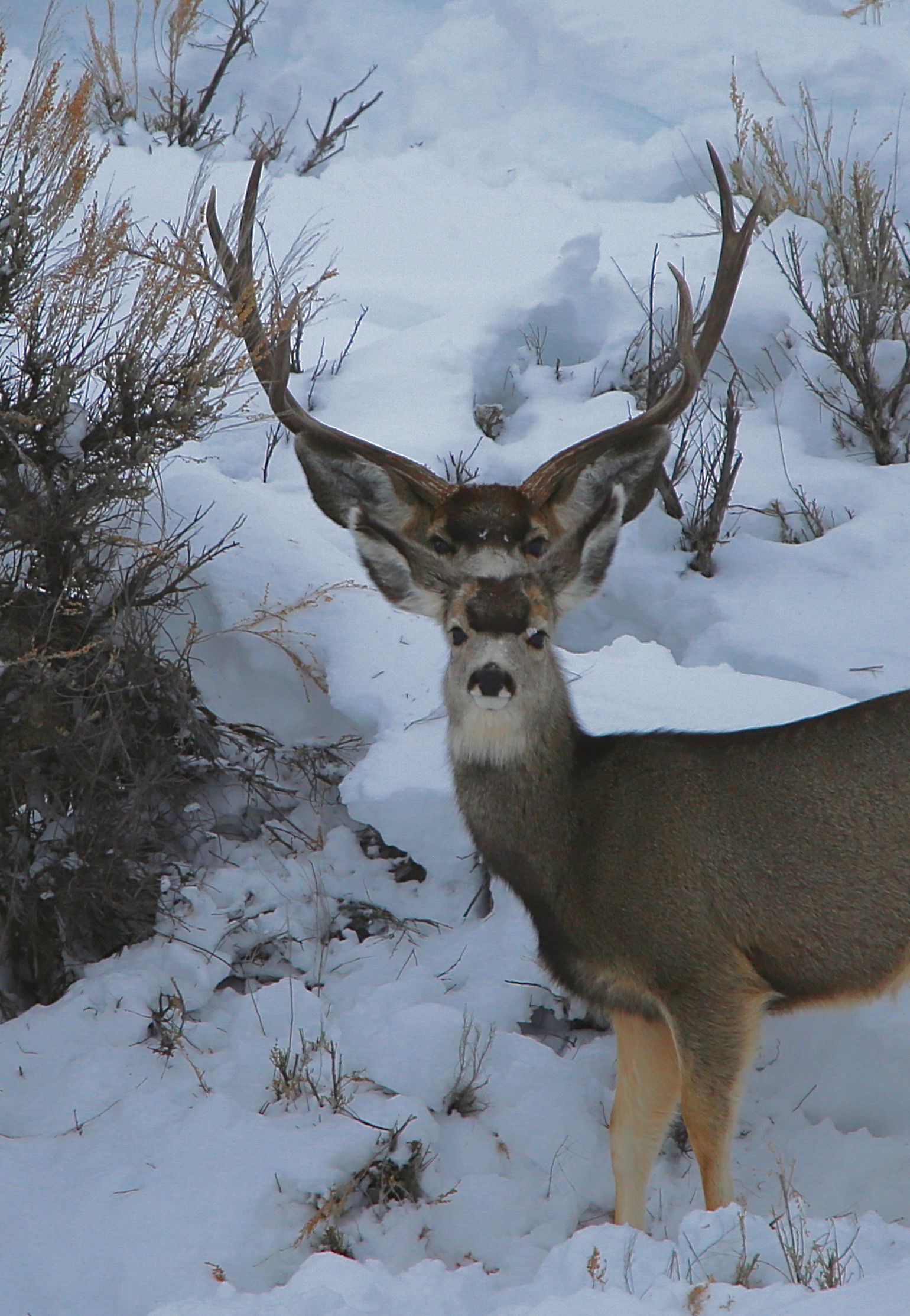 Winter Kill Forecast Will Harsh Conditions Devastate Colorado Deer And Elk Outdoor Life