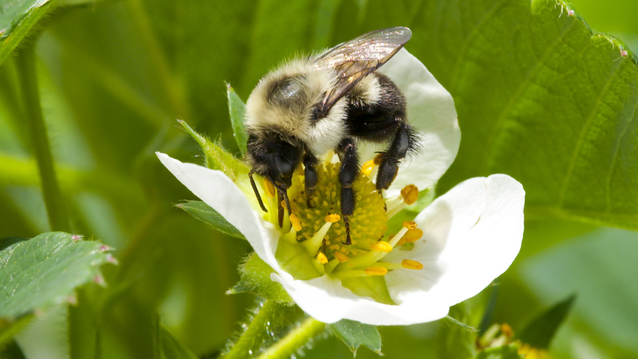Farmers Are Using Bees To Spread Nature S Own Pesticides Popular