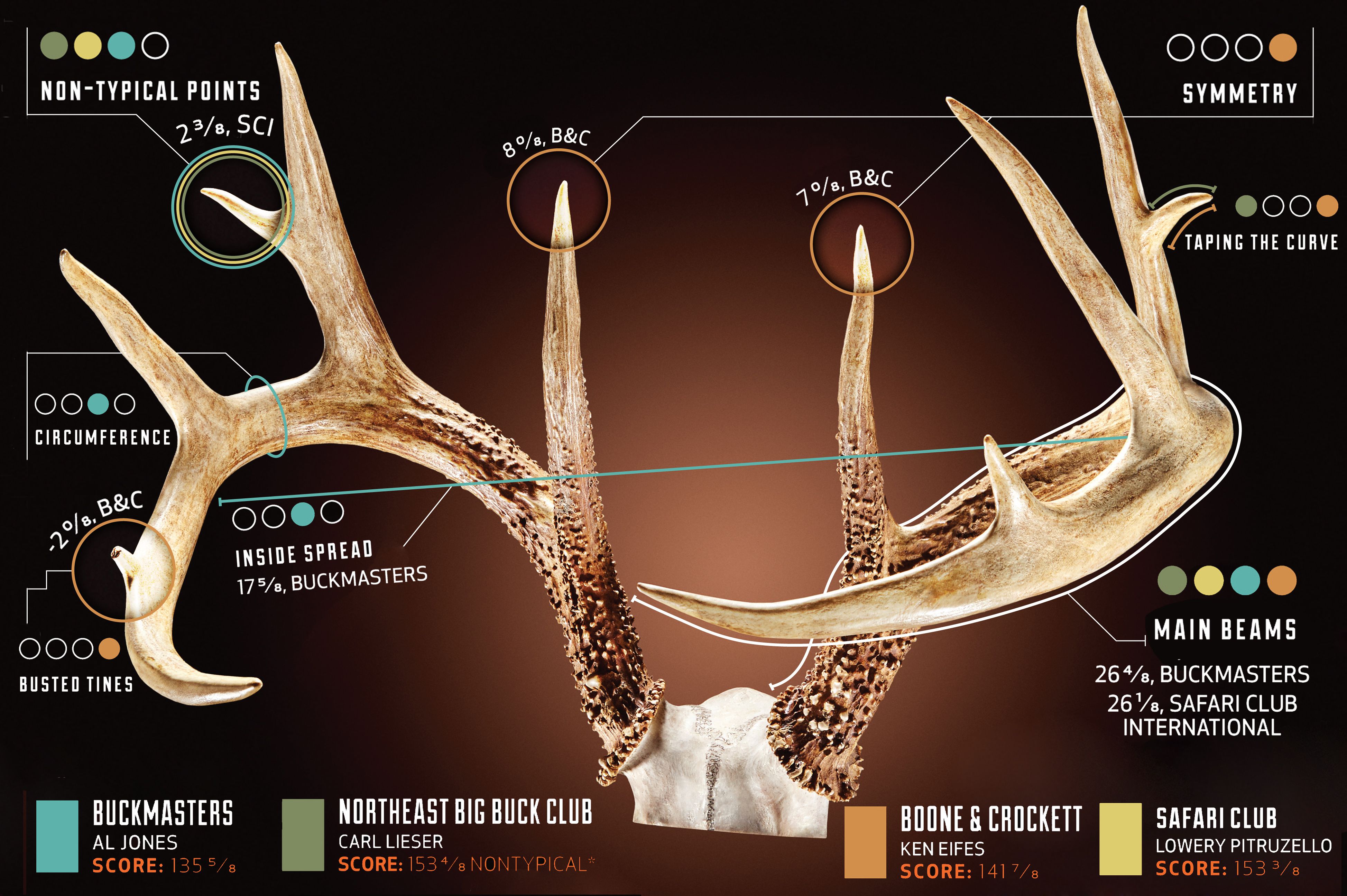 scoring-whitetail-deer-antlers-alumn-photograph