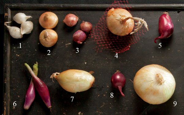 Types Of Onions Saveur,Creamy White Chicken Chili Crockpot