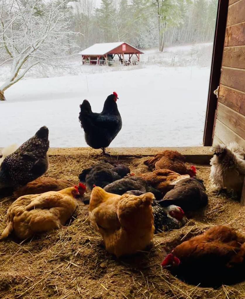 One Coop At A Time Rent The Chicken Promises Fresh Eggs Without