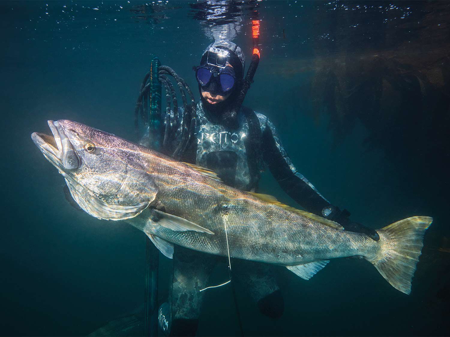 Spearfishing For The Gray Ghosts Of Southern California Outdoor Life